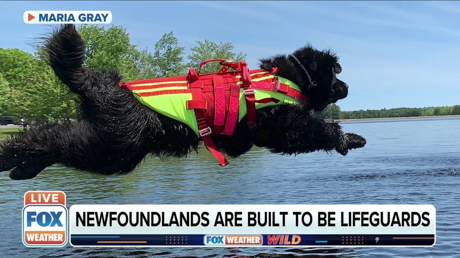 Training dogs to rescue people from all bodies of water
