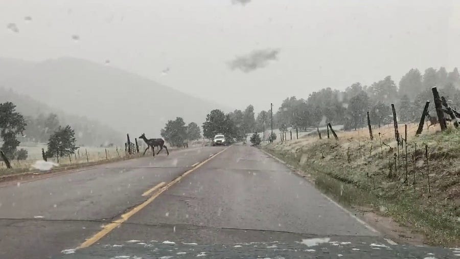 Elk cross Colorado road during late spring snowstorm