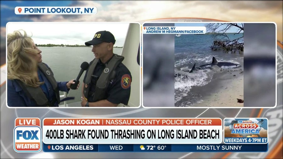 Large mako shark spotted on Long Island beach