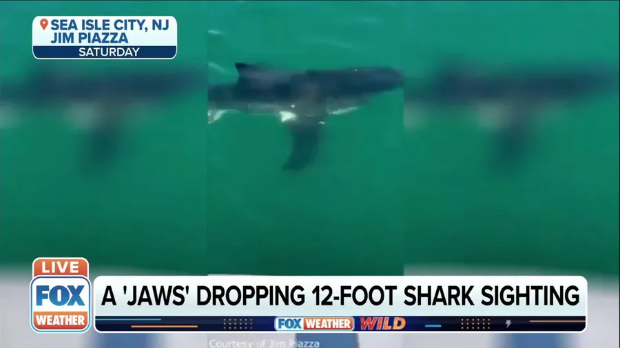 New Jersey fishermen encounter massive great white shark