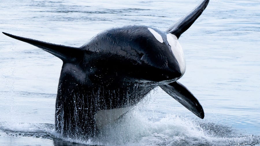 Orcas put on a dazzling show in Puget Sound waters