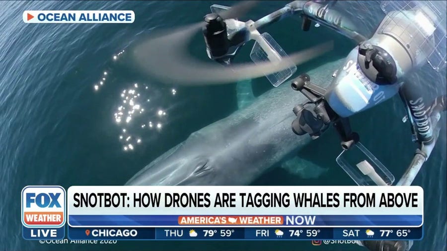 The non-invasive way of tagging whales