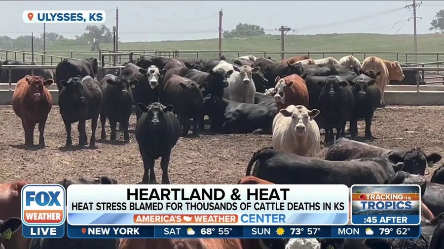 Extreme heat blamed for thousands of cattle deaths in Kansas