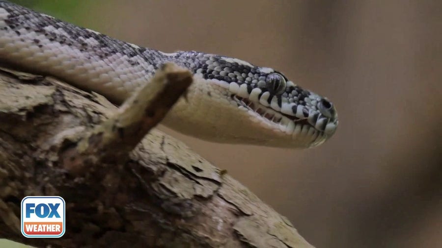 Invasive pythons eating through the Everglades