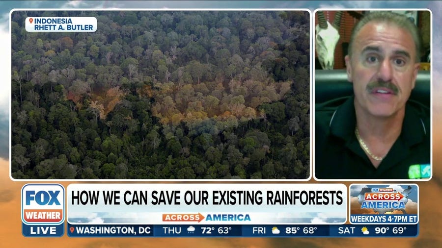 World Rainforest Day: How we can save our existing rainforests