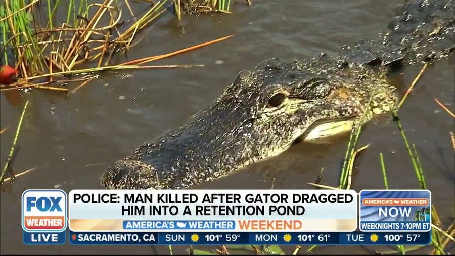 South Carolina man killed after alligator pulls him into pond