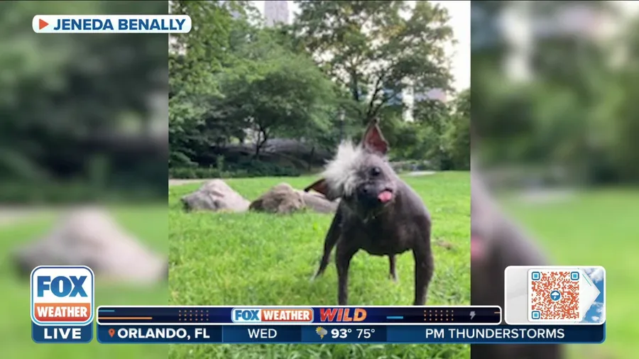 Chihuahua mix crowned world's ugliest dog finds a forever home