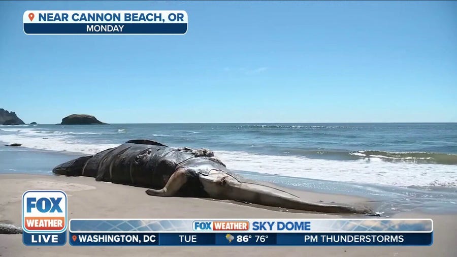 Watch: 43-foot long gray whale washes ashore on Oregon coast