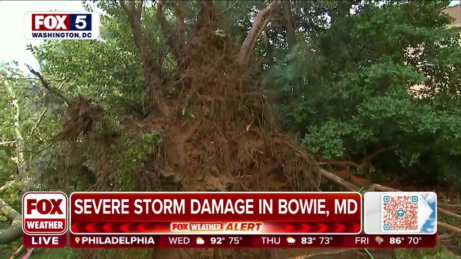 Trees uprooted after tornado hits Bowie, Maryland