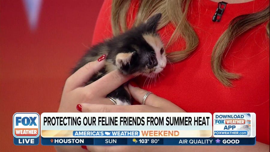 Protecting our feline friends from summer heat