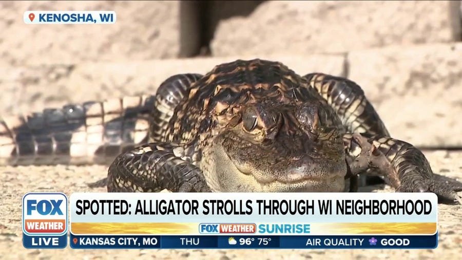 Alligator found wandering the streets of Wisconsin town