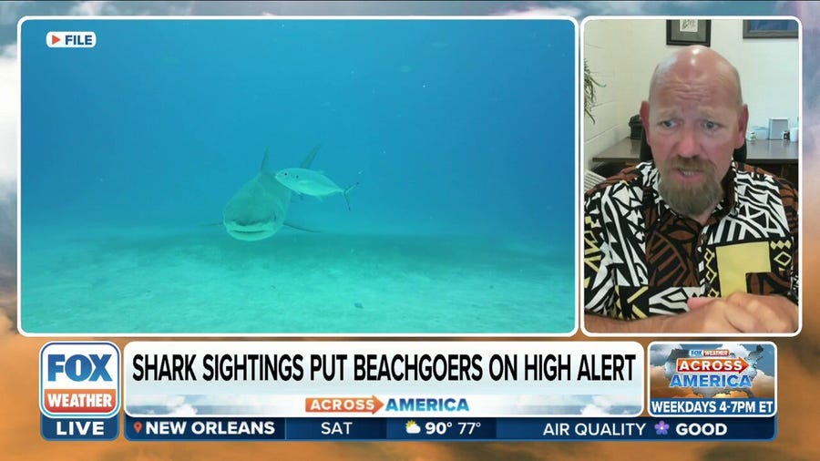 Shark sightings put beachgoers on alert
