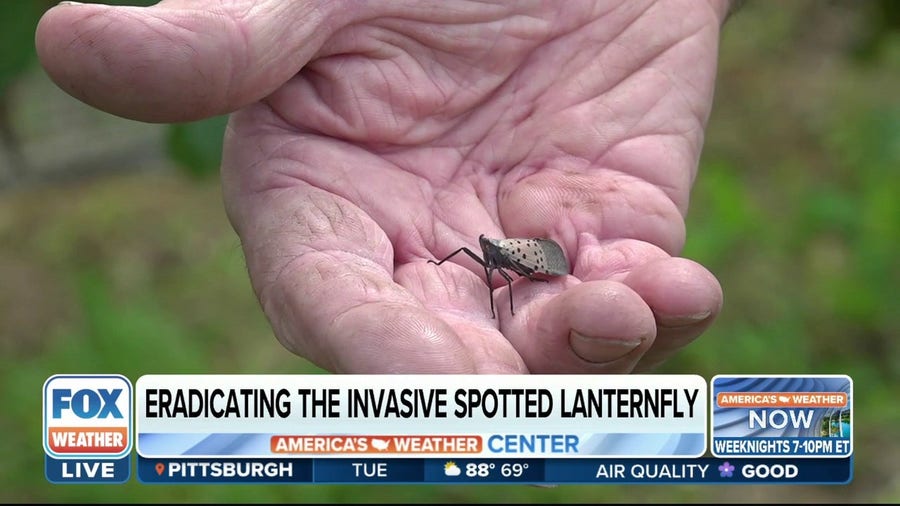 Invasive spotted lanternfly taking over the Northeast