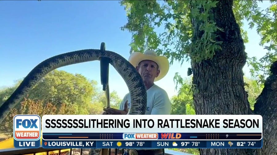 Rattlesnakes take shelter in or near homes during extreme heat