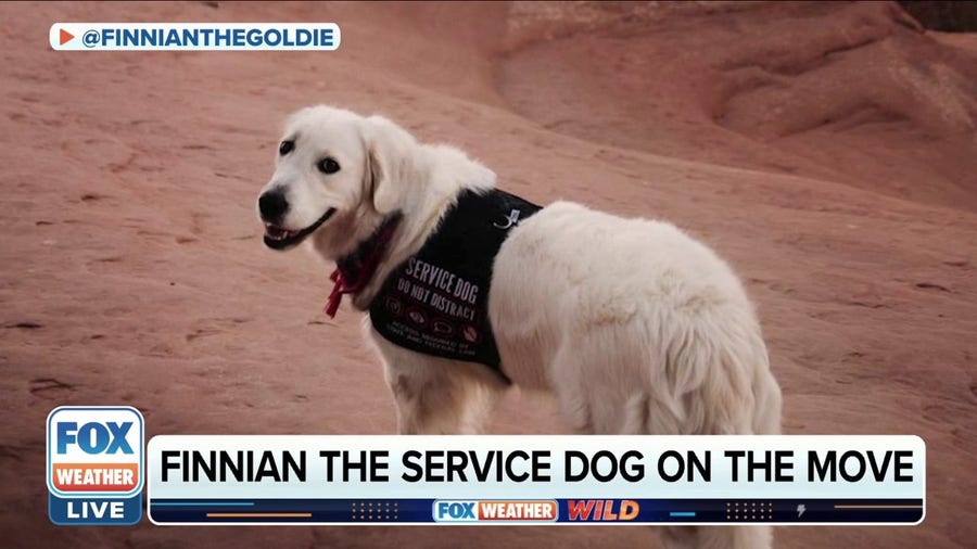 Service dog and handler go viral by traveling the world together