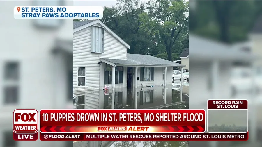 Missouri flooding results in at least 10 puppies drowning