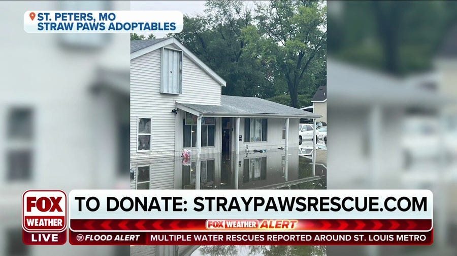Missouri animal shelter hit by historic flooding mourning loss of puppies