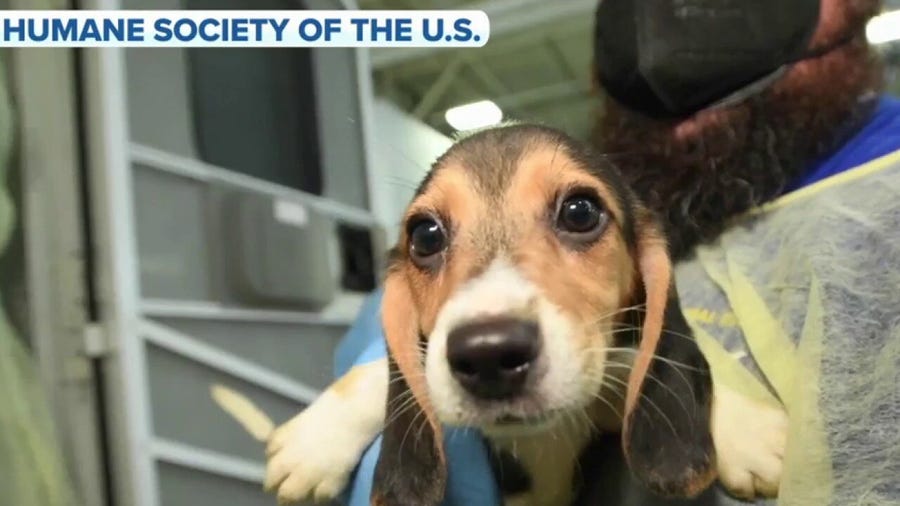 4,000 dogs rescued from Virginia breeding facility