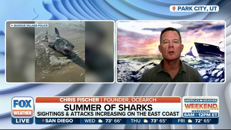 Shark sightings on the increase with bunker fish comeback: OCEARCH Founder