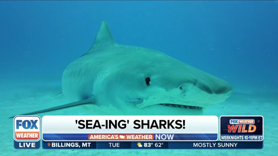 Why are shark incidents on the rise in East Coast?