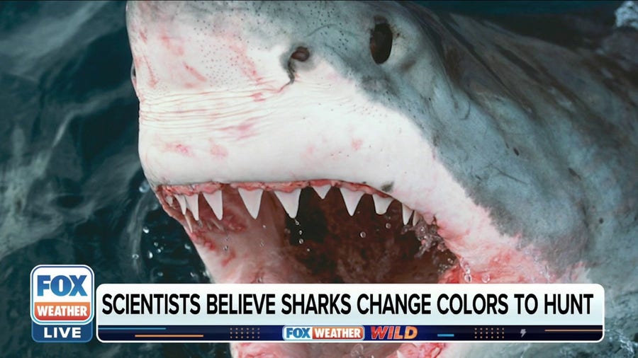 Some sharks may be able to change color as an advantage