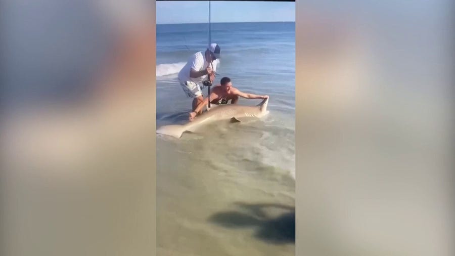 Watch: Man catches 7-foot shark along the New Jersey shore