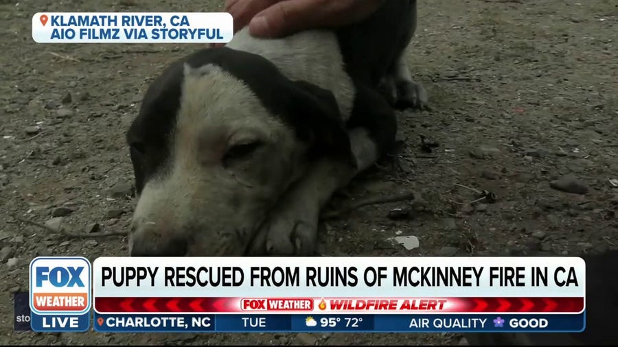 Puppy saved from California's McKinney Fire