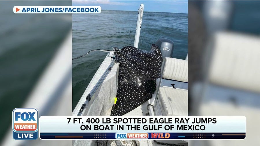 400-pound eagle ray jumps aboard family's fishing boat