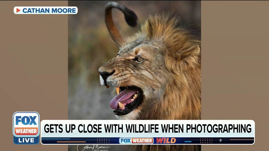 Nature photographer gets up close to beautiful, wild animals in Africa