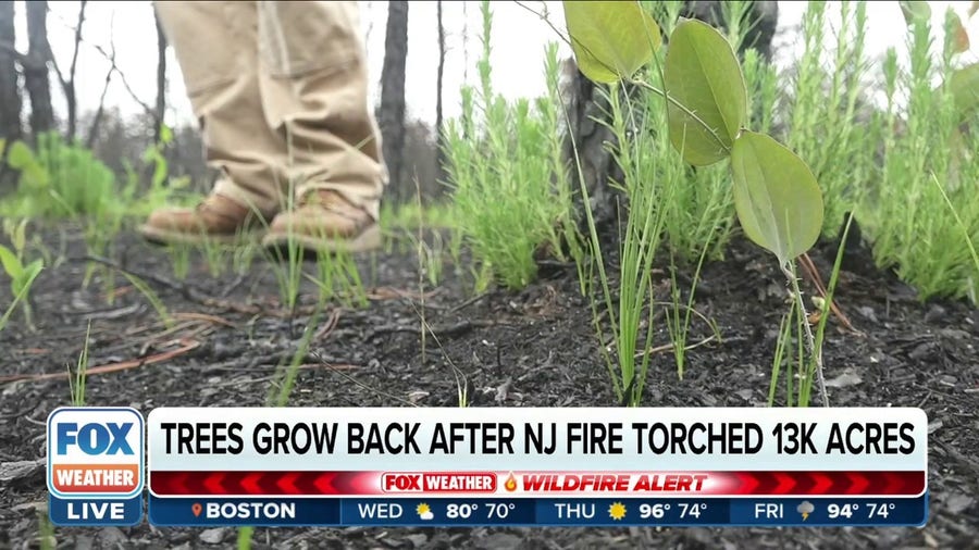 New Jersey pinelands bouncing back after Mullica River Fire