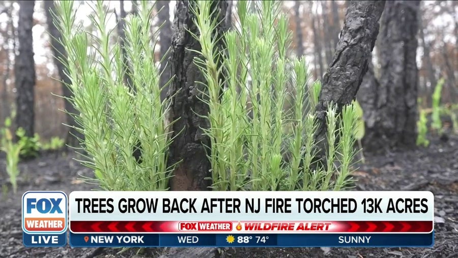 Trees grow back after New Jersey's Mullica River Fire torched 13,000 acres