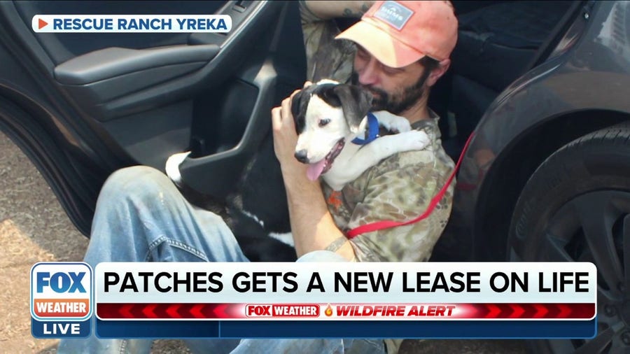 'Patches' the puppy rescued from McKinney Fire reunited with owner