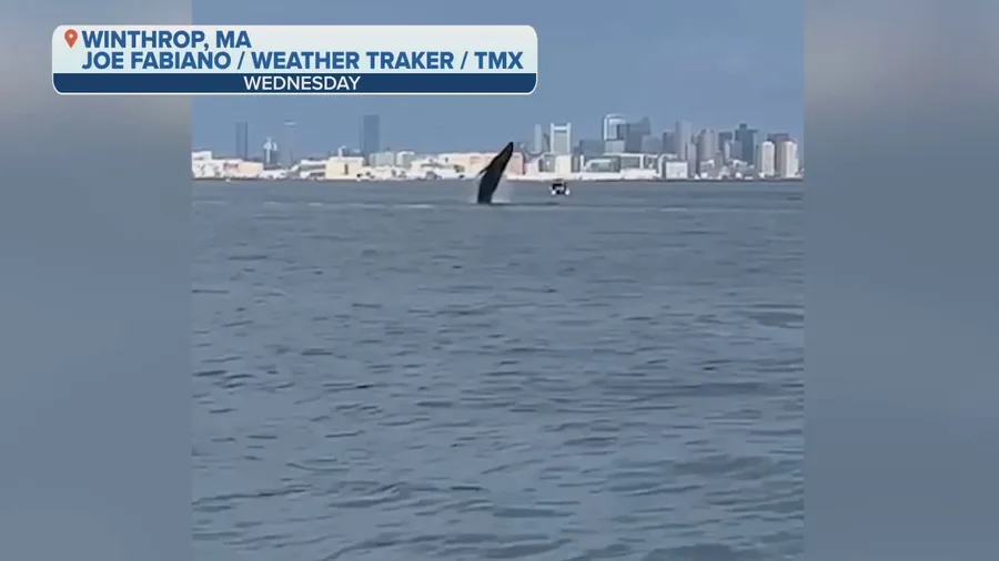 Watch: Humpback whale spotted jumping out of Boston Harbor