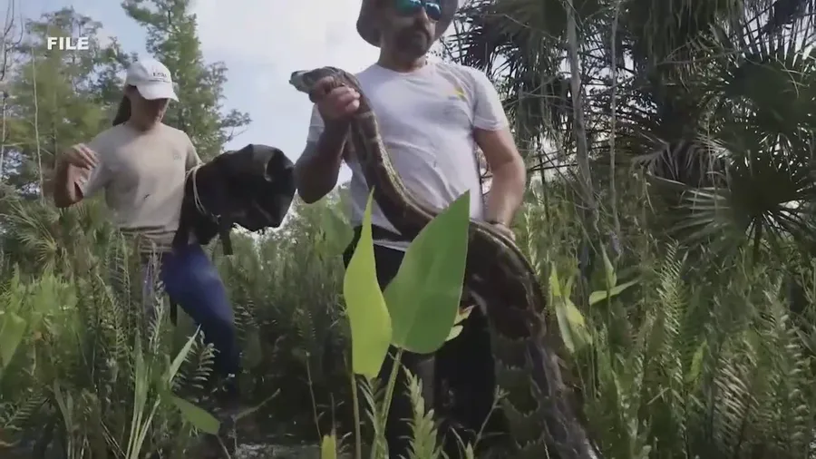 Annual python hunt gets underway in Florida Everglades
