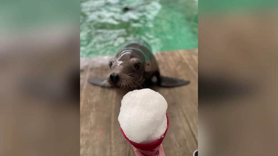 Watch: Sea lions, seals at the New England Aquarium given snow cones to cool off