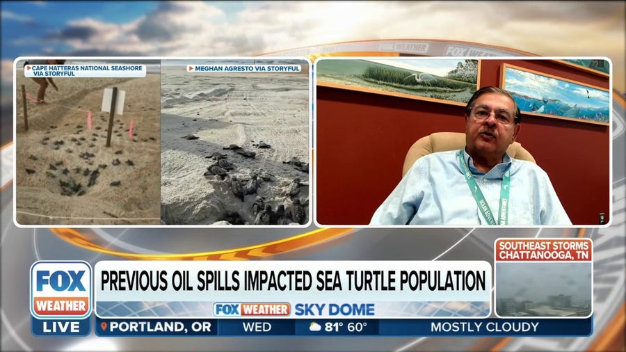 First sea turtle nest found in Mississippi since oil spill