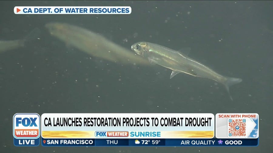 Restoration efforts underway in California to help wildlife during drought