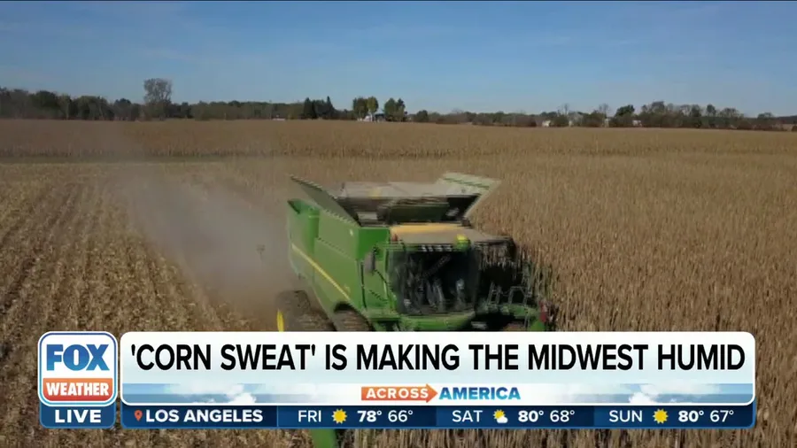 Corn causes Midwest to be humid by contributing moisture to atmosphere