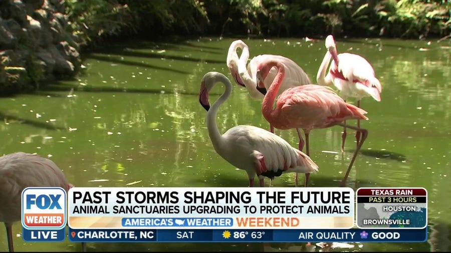 Past hurricanes helps shape future of Florida's zoos, animal sanctuaries