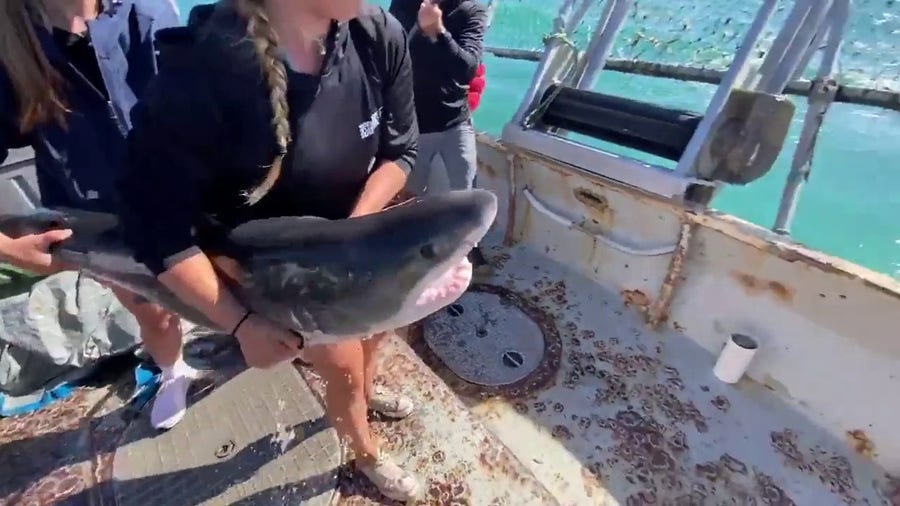 Juvenile great white shark rescued from fisherman's line