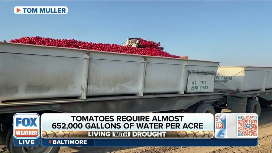 Northern California farmer details how drought is hindering his tomato crop