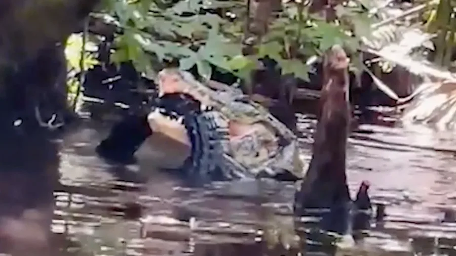 Paddleboarder talks about how she saw the gator eat another gator