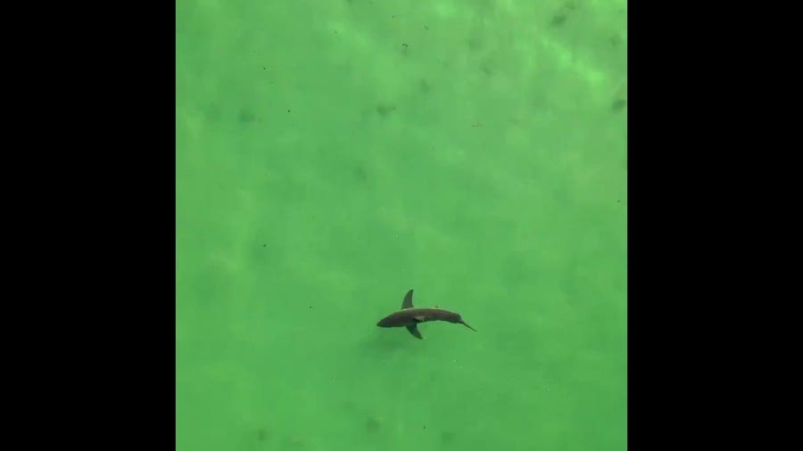 Juvenile white shark hunting for stingray lunch
