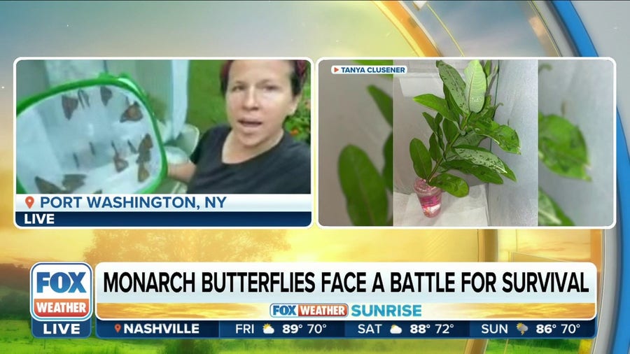 New York woman helping to grow dwindling monarch population by breeding them inside home