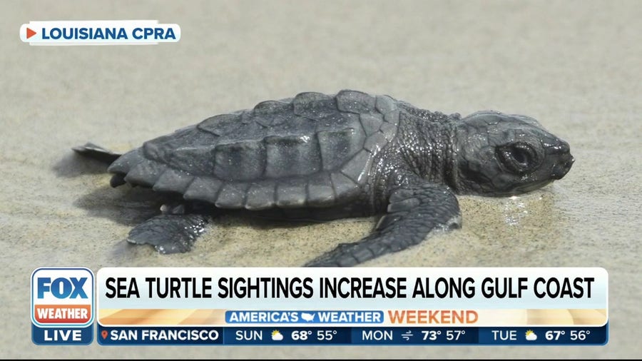 Gulf sea turtles make a comeback after oil spill a decade ago