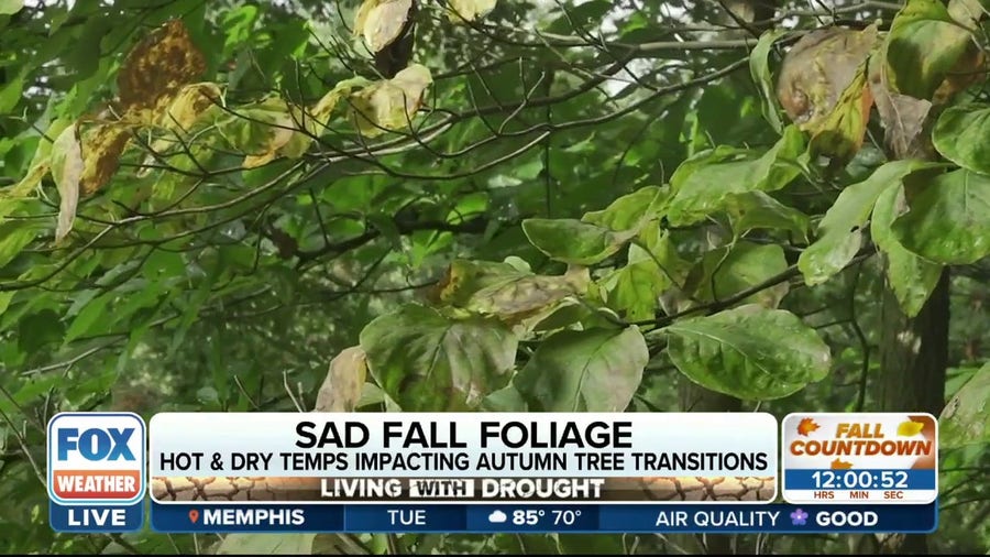 Lack of water and high temperatures changing when we see fall foliage