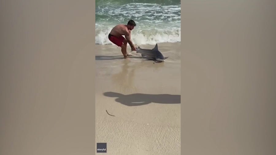 New York man reels in shark on Long Island beach