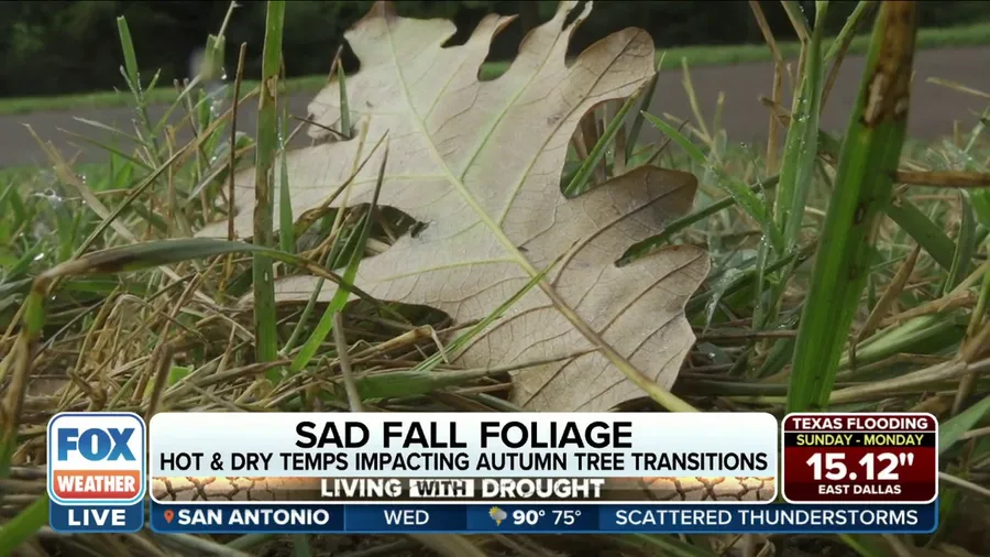 Hot and dry temperatures impacting fall foliage