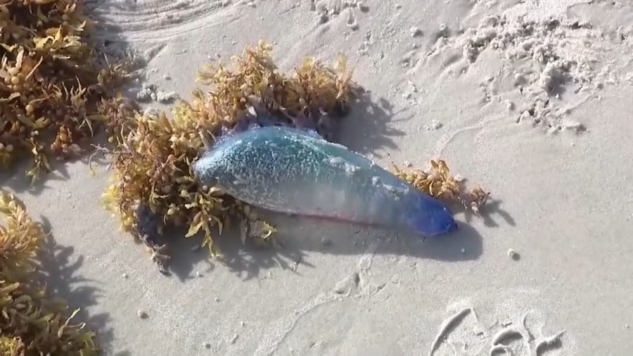 What's causing increase in jellyfish on Florida beaches?