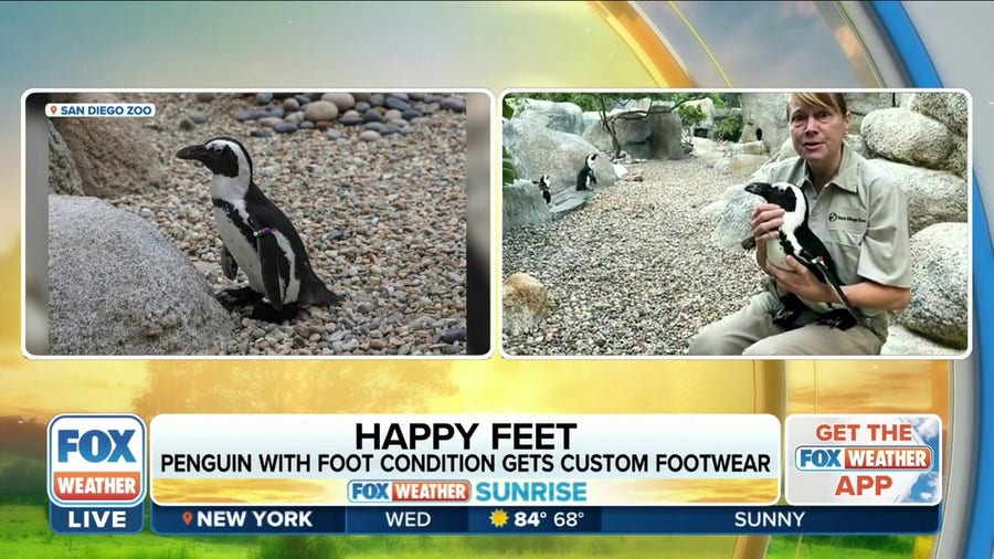 San Diego Zoo penguin gets fitted with custom orthopedic shoes